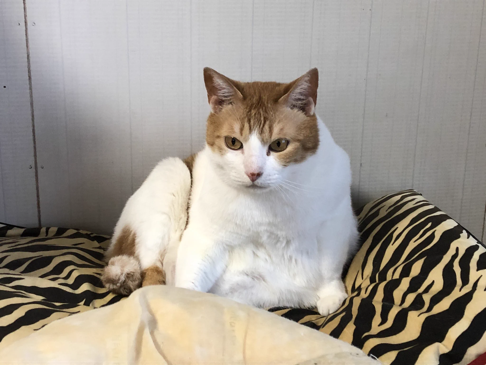 @k82gwixEBBMgEQn いや、これは猫にしか見えんゾ！
Fニャイ失にゃ！ 