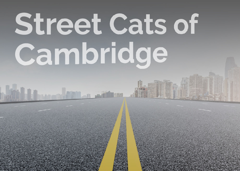 CambNorthRotary's tweet photo. When: May 26th, 2021

Who: Diana Lagerstrom, David Stodulka, &amp; Donna Arsenault

Topic: Street Cats of Cambridge https://t.co/2p5HO6eCLk