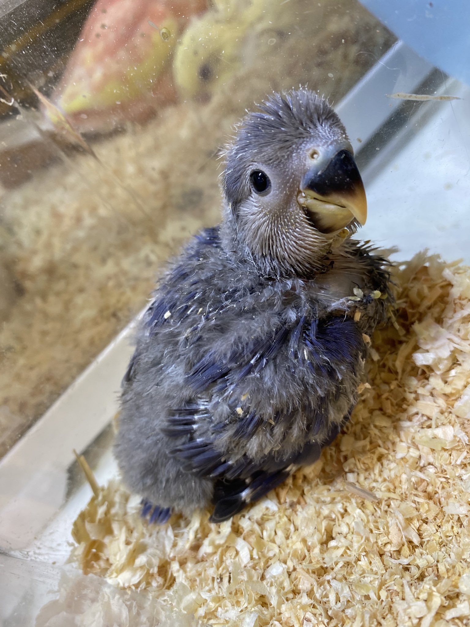 Mickey Gon新座店 アクアリウム エキゾチック コザクラインコ バイオレットのヒナちゃん 入荷致しました 大人気の バイオレットカラーです きゅるるんとしたお目目がなんとも可愛い コザクラインコバイオレット コザクラインコ雛 コザクラインコ
