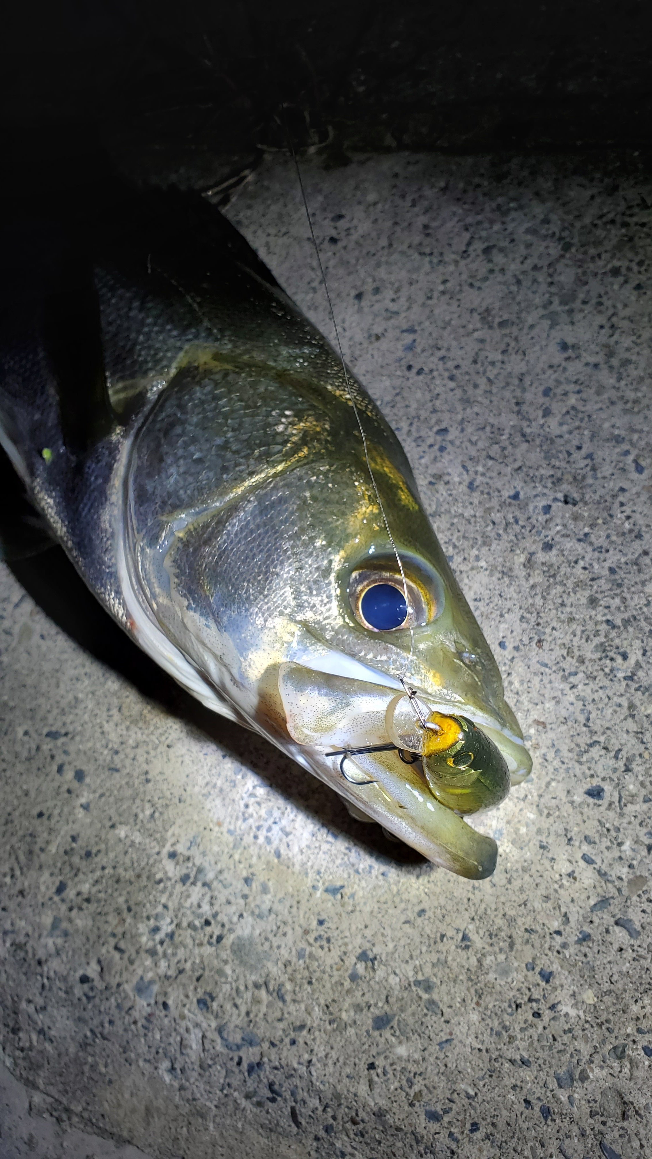 Showhey でシーバス釣り Showhey716 Twitter