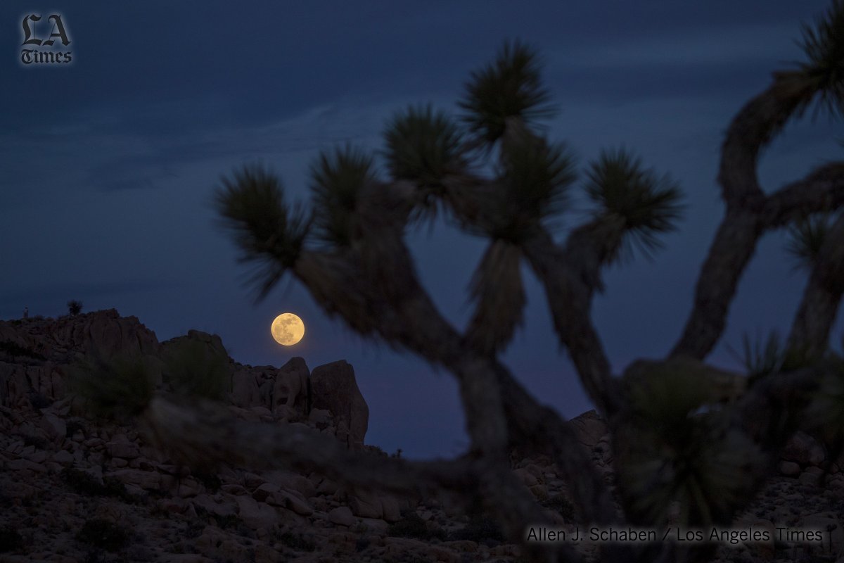 alschaben's tweet photo. It was a beautiful start to the evening in Joshua Tree National Park, until the clouds rolled in, denying us all a complete experience of the #SuperBloodMoon @latimesphotos @latimes https://t.co/mEvSfZAkdE