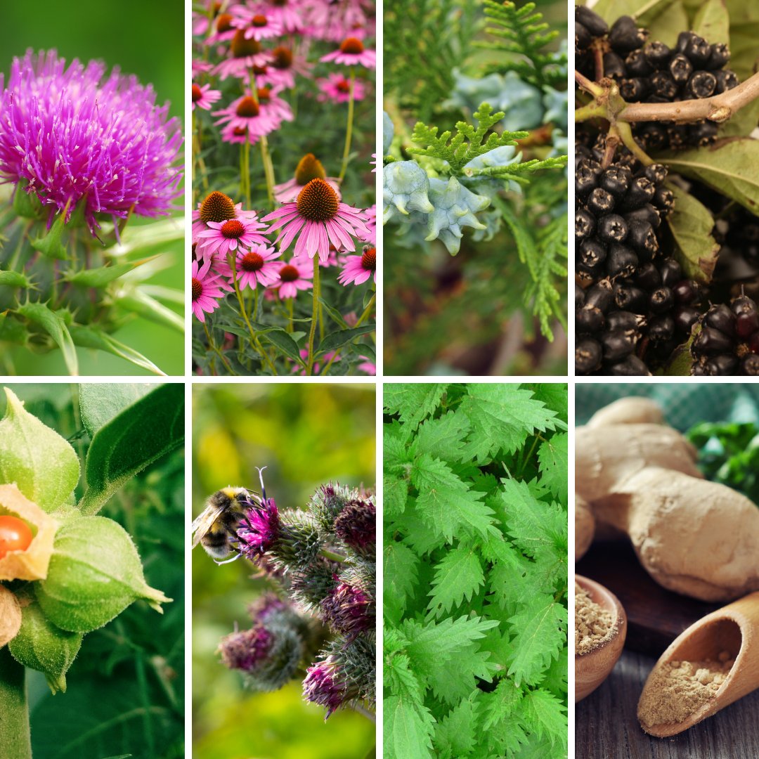 🌱 What product am I? 

Hint ➡ I am a natural supplement to support horses suffering from tick related diseases

I am also on special offer! Shop special offer products now > hubs.la/H0P52RD0

#hiltonherbs #hiltonherbsuk