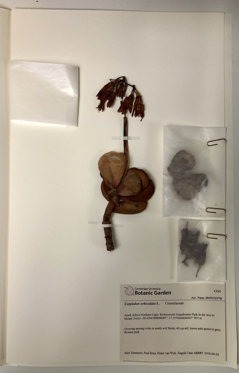 All of the Richtersveld material collected as part of the <a href="/kewgardens/">KewGardens</a> <a href="/CUBotanicGarden/">Cam Botanic Garden</a> with <a href="/SANParks/">SANParks</a> has been mounted by <a href="/CUBG_curators/">CUBG_curators</a> - it looks amazing and leaves a lasting legacy from the trip! The living material is also thriving both here &amp; with <a href="/Paul_Rees_/">Paul Rees</a>
