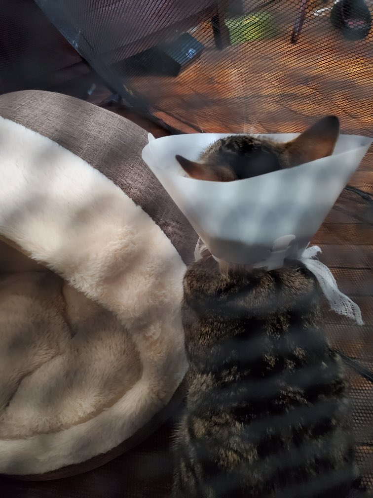 AnnaVleet's tweet photo. Does not like the cone of shame https://t.co/ajNXHjRQdV