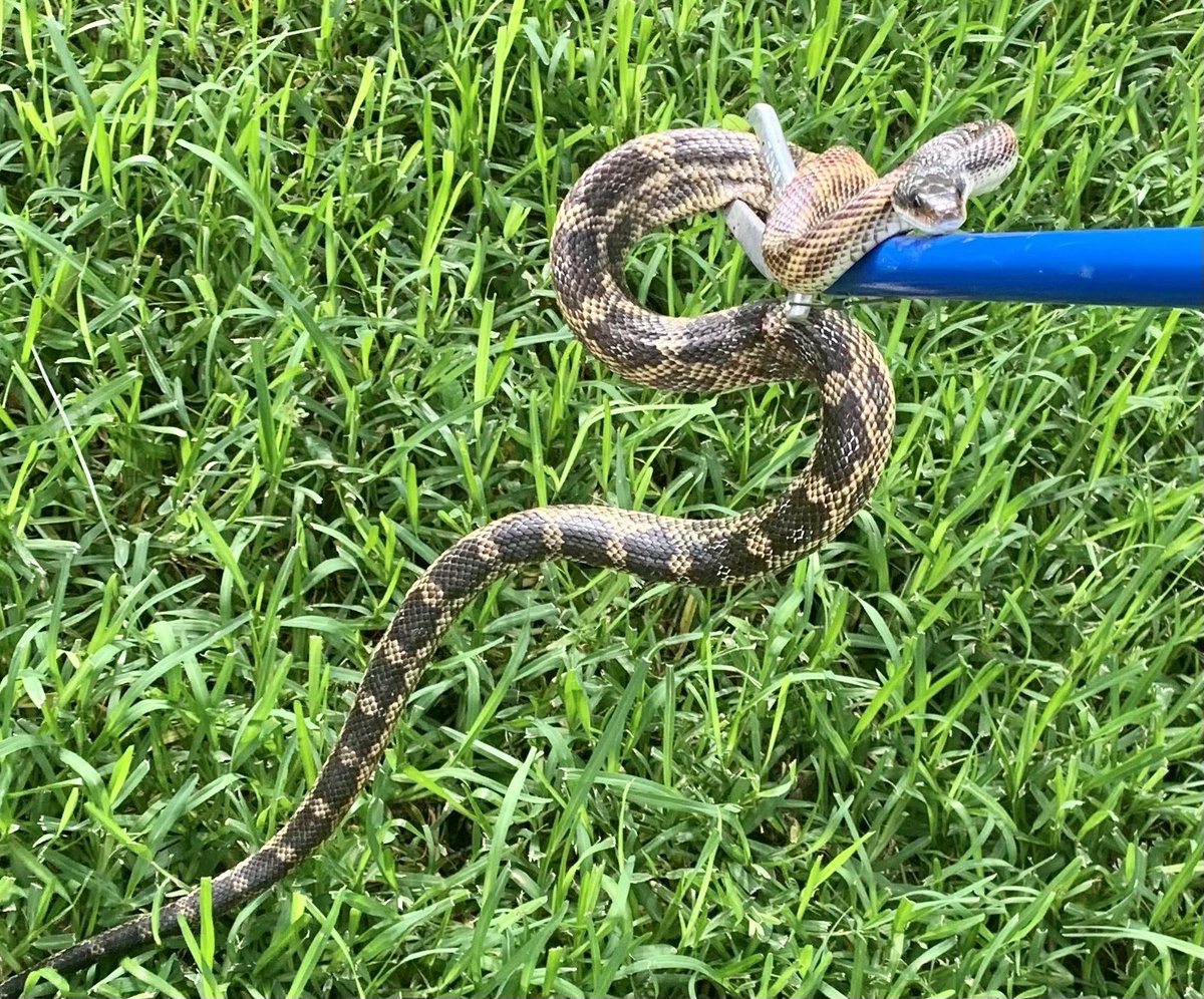 LBSwartwout's tweet photo. This poor guy was in the street yesterday, the tall man used his snake tongs to relocate him to the green belt behind our home... #ratsnake #goodsnake #nature #betterthanrodents https://t.co/ENBIcxcdpf