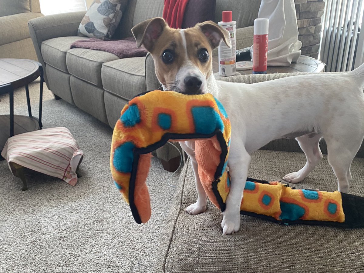 #PhotoChallenge2021May  #DogsofTwittter #dogs #JackRussells  Day 26 is “Orange” - Got Mr. ORANGE Snake! 😁😁😲😲Baby Bea