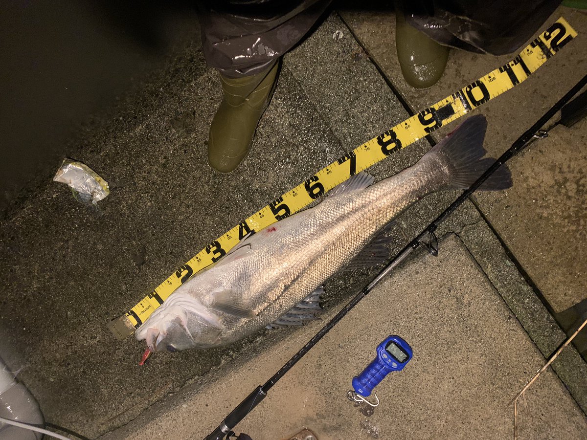tn_duke's tweet photo. 雨の中濡れながらやった甲斐あった時..
103cm 8.16kg

rod fcllabo 88ft
reel Daiwa セルテート4000
pe 1.5号　leader ナイロン25lb
烈波120f

#シーバス
#リバーシーバス https://t.co/gntQ1ZSiiC