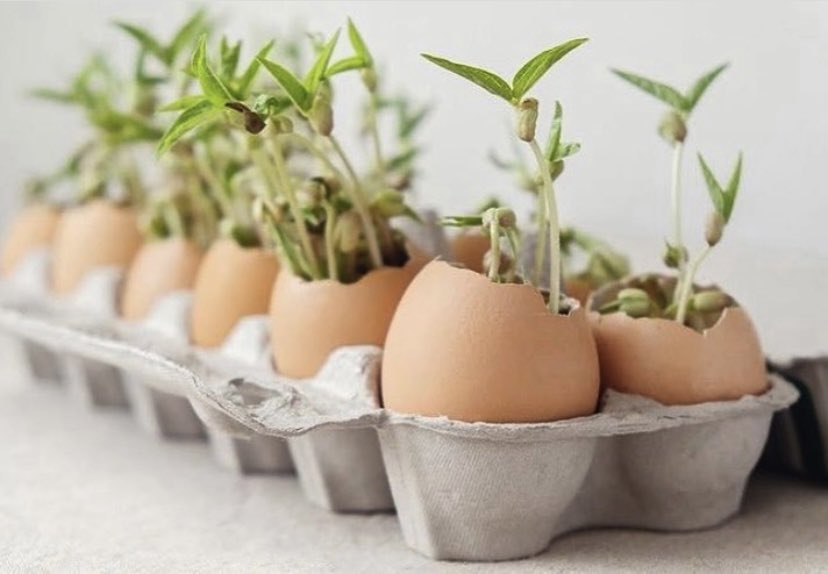 TheHelloBag's tweet image. Many household items that are typically thrown away can actually help with chores, gardening, and even skin care! ♻️Eggshells are high in calcium and can be repurposed in DIY face masks, cleansers &amp;amp; seed starters to name a few. #hellobag #noplastic #lifehacks #gadgets #green