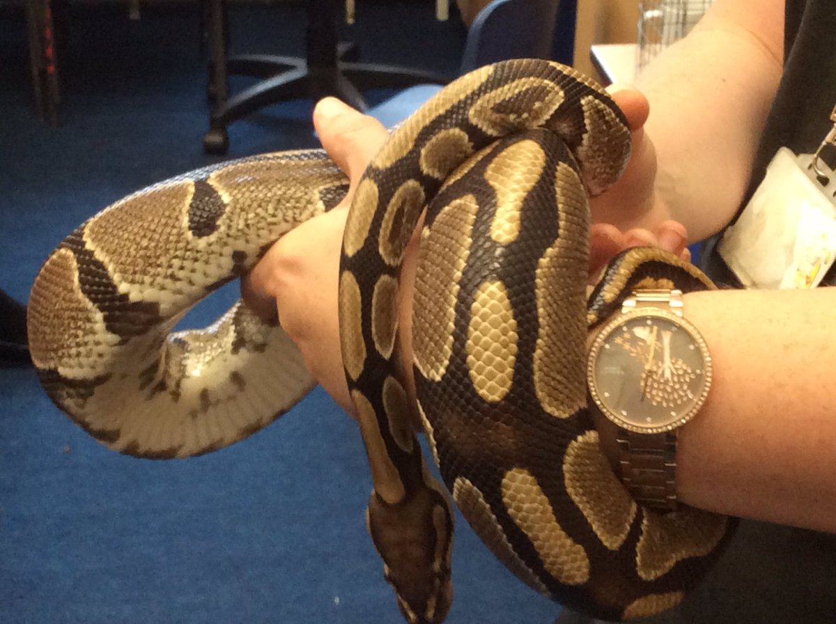 Year 6 have had fantastic sessions with Zoolab today - here are a few photos to show their experiences <a href="/ZooLabUK/">ZooLabUK</a>