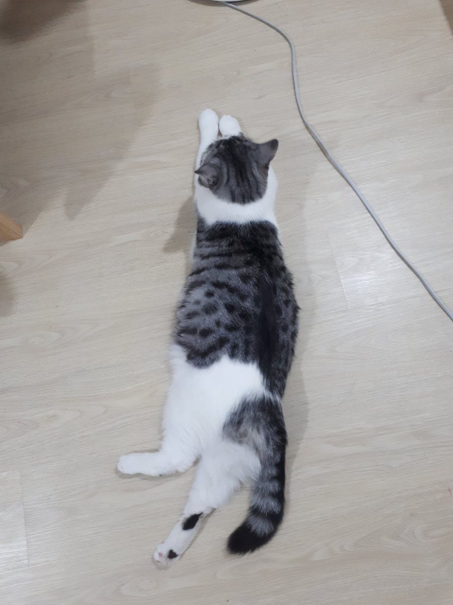 พบหมูเกยตื้นที่ห้องของอุนยาย😅