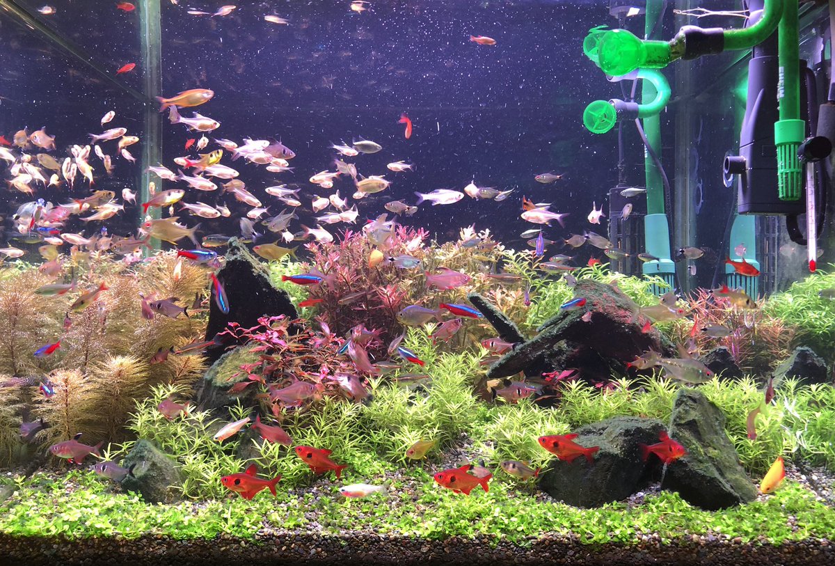 たまぽこ Khひさびさの測定 青くならず１滴目から薄い黄色 ２滴で明らかに黄色 ﾃﾄﾗph Khﾏｲﾅｽ入れた後だから当たり前なのかな 水道水を浄水器 に通してもtds変化なし Ph変化なし ちょっと変化あったほうがよいのに ｶﾙｷ抜き入れない分 Tdsの数値は低く