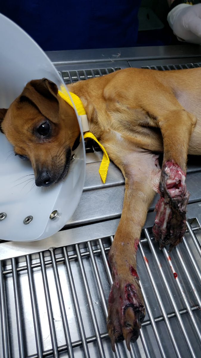 Camilo202178's tweet photo. Amigos . este pequeño lleva 4 días en la clínica Terranova de boston, fue atropellado por un vehículo que huyó, su dueño es un anciano que vende tintos. Estamos en la lucha para que no pierda sus dos manitas  ya sabemos que una sera amputada ya que no hay irrigación sanguínea, https://t.co/7xWCF25H7W