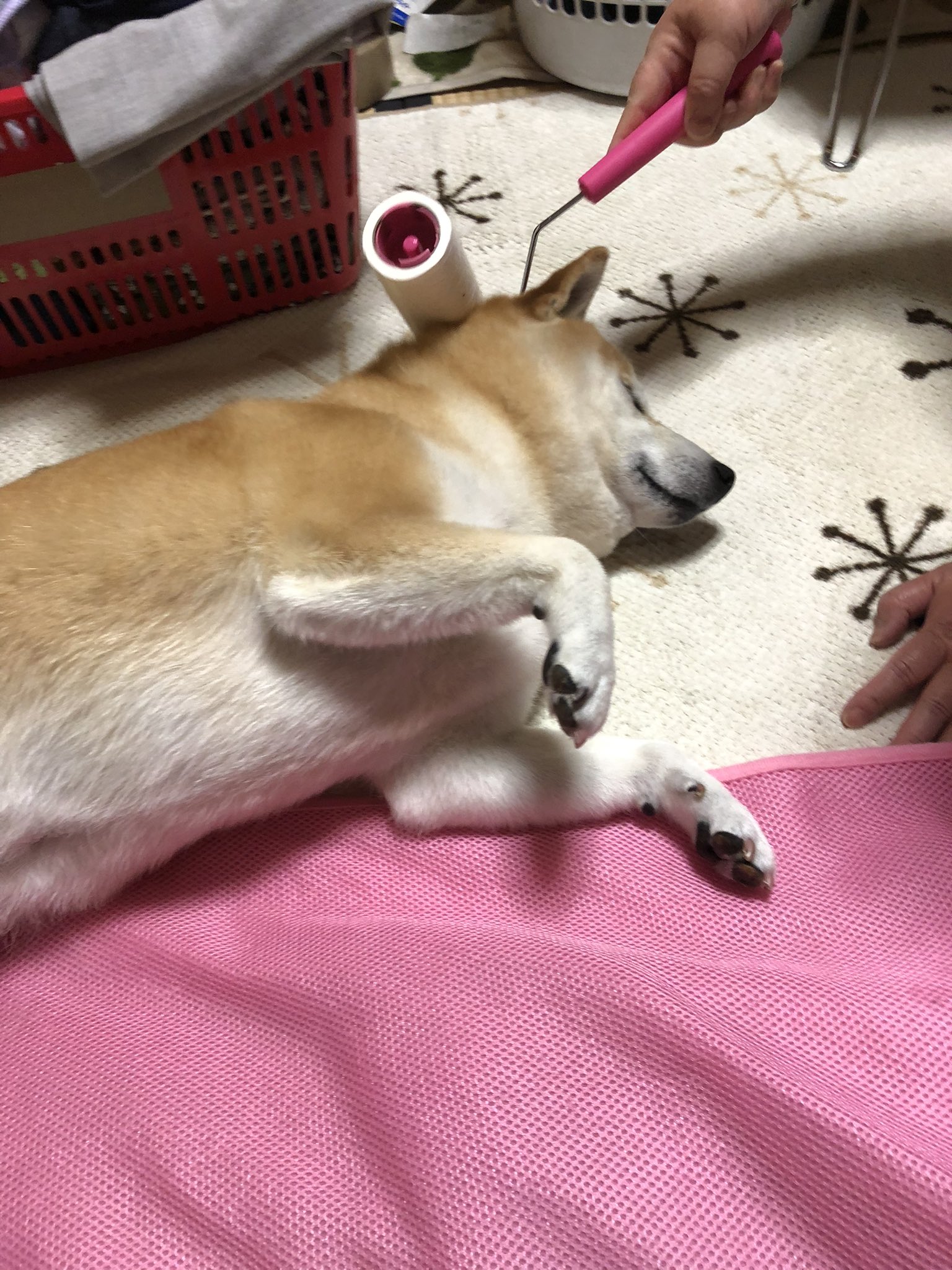 さく兵衛 どこもかしこも犬の毛だらけなので 毛の発生地点に直接コロコロをかける母親 T Co Ls38kejsxq Twitter
