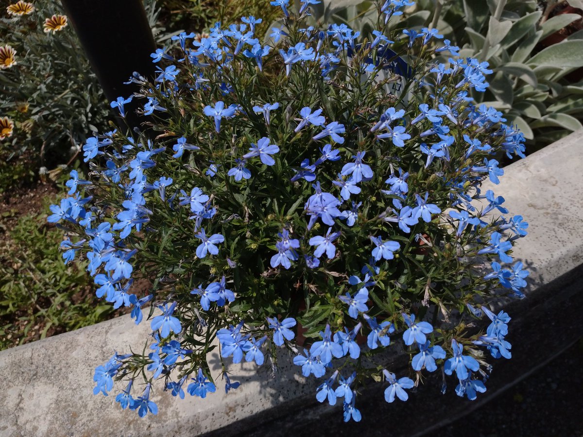 アズーロコンパクト