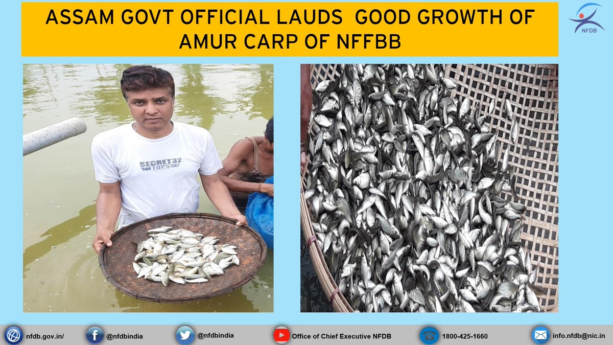 nfdbindia's tweet image. &quot;Farmers &amp;amp; FPC members are satisfied with growth performance of #AmurCarp (average weight 95 gms with survival rate of 45% in 60 days) says Dr. Sanjay Sarma, @FisheriesAssam.

45 lakhs spawn were supplied to #WorldBankProject APART by #NFFBB during 10-15th March, 2021.