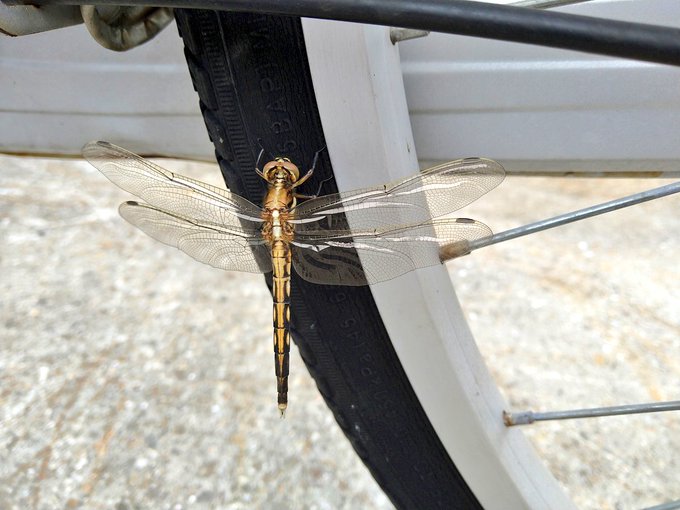 オニヤンマのtwitterイラスト検索結果