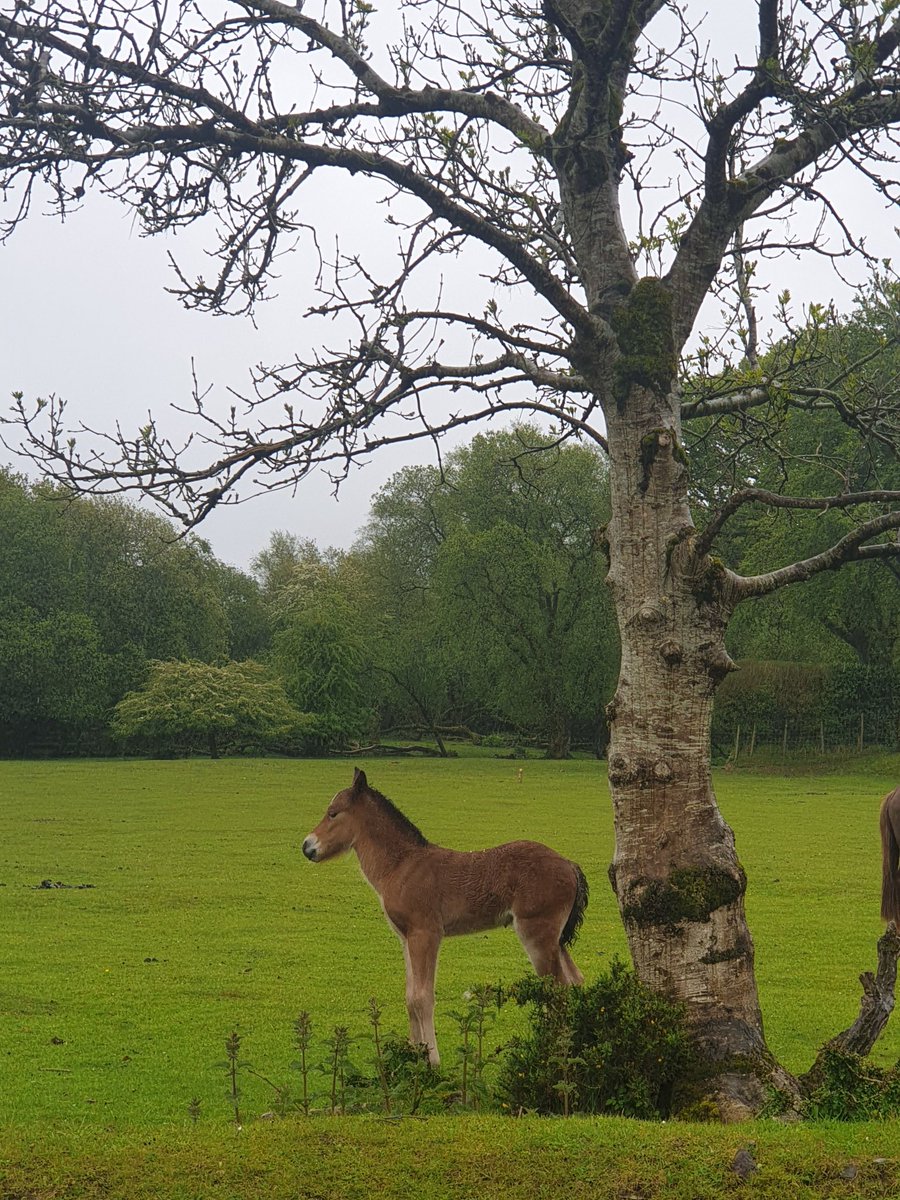 Dr Kirsty Brock tweet media