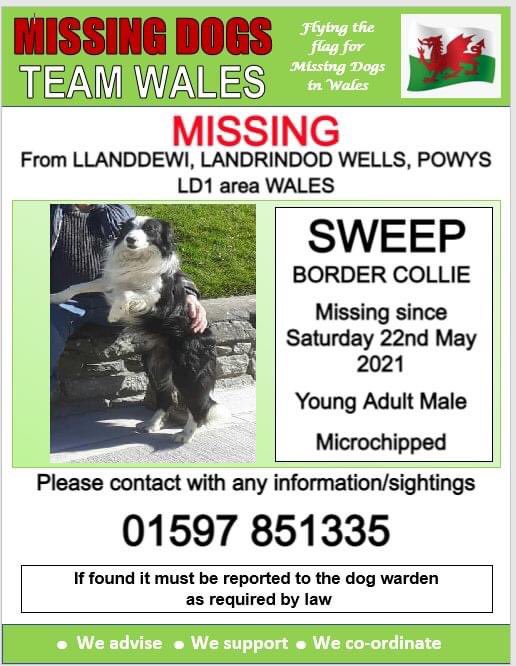 🔺🔺 SWEEP, MISSING SINCE SATURDAY 22nd MAY 2021.
❗ MISSING FROM LLANDDEWI, LLANDRINDOD WELLS, POWYS LD1 area WALES.
❗❗ PLEASE WATCH OUT FOR SWEEP AND CALL NUMBER ON POSTER WITH ANY SIGHTINGS.