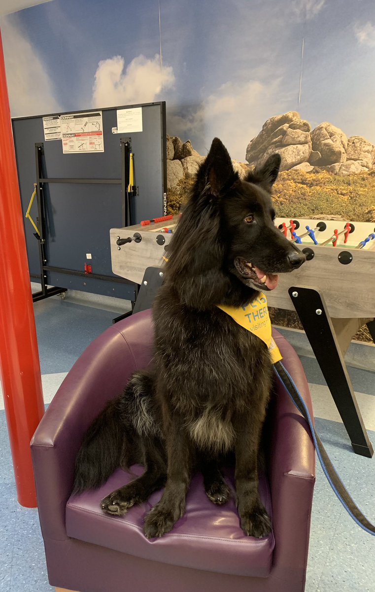 AnneDexterOT's tweet photo. Oscar our therapy dog is back at North Devon Hospital!! So great to see the patients (and staff!) getting so much enjoyment from the visit.. Dr Oscar will see you now 😆🐶 @DPT_NHS @Debihari4780 @SallyBurgess8 #MeadowViewCrew #MoorlandViewCrew https://t.co/NpliWUrHJf