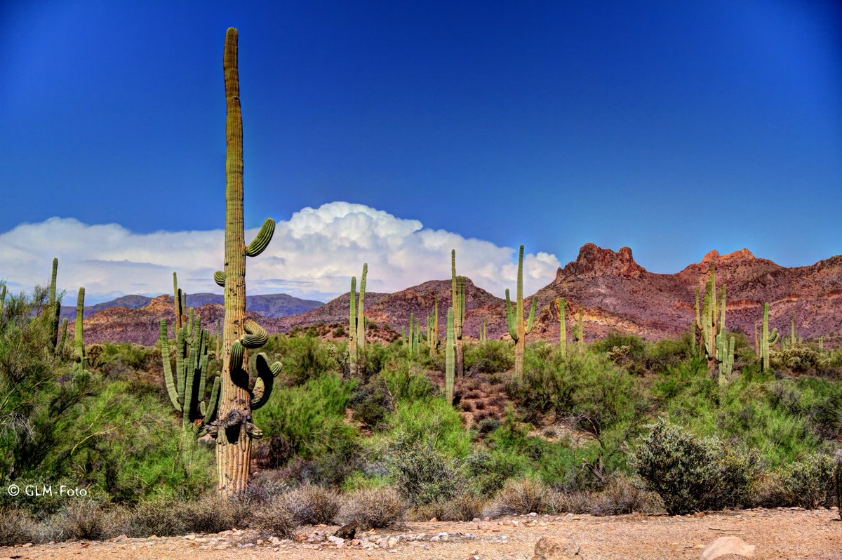 TimeTraveler911's tweet photo. Some more #exotic plants from our road trips in the #USA for this weeks #Top4Exotic for #Top4Theme.
chat hosts + friends @Giselleinmotion @Touchse @CharlesMcCool & @perthtravelers.
1+2 taken on #ApacheTrail near #Phoenix
3+4 on #Saguaro #NationalPark
all of them in #Arizona https://t.co/IBoDD6QdSh