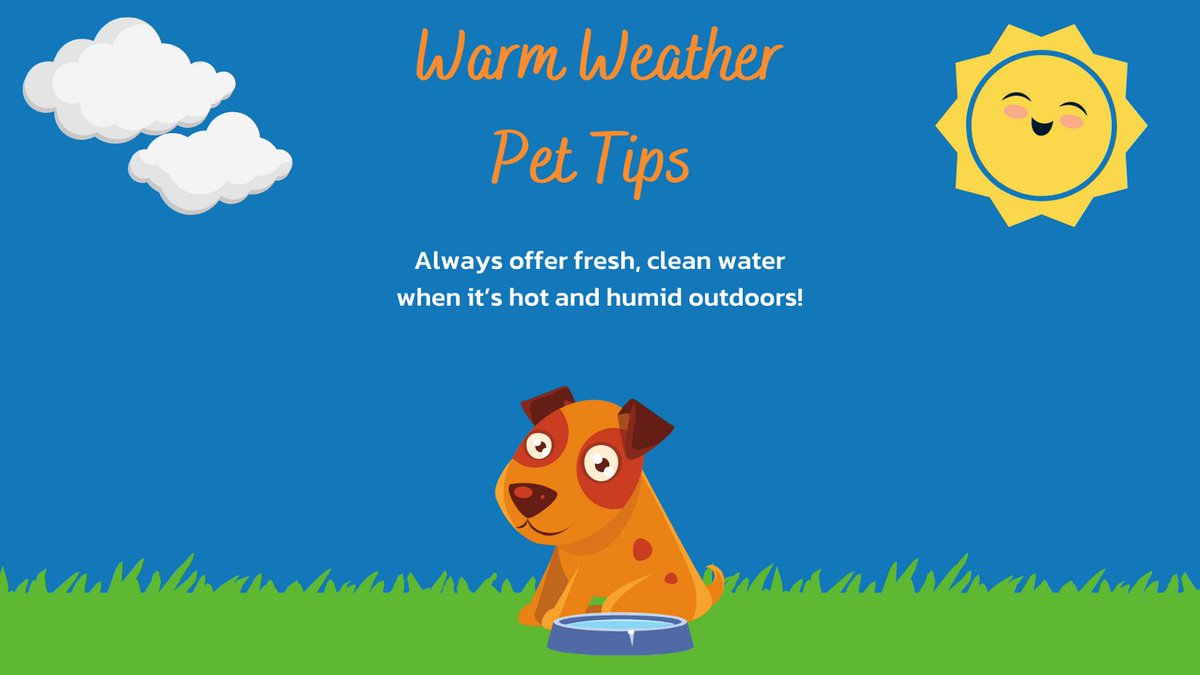 As the weather heats up, remember to keep your pets cool and hydrated! Always offer multiple bowls of fresh, clean water and a shady place to rest. 
#petvetnow 
#veterinarytelemedicine 
#specialistnow 
#vetnowconnectedcare 
#veterinaryconnectedcare
#pettips #warmweatherpettips