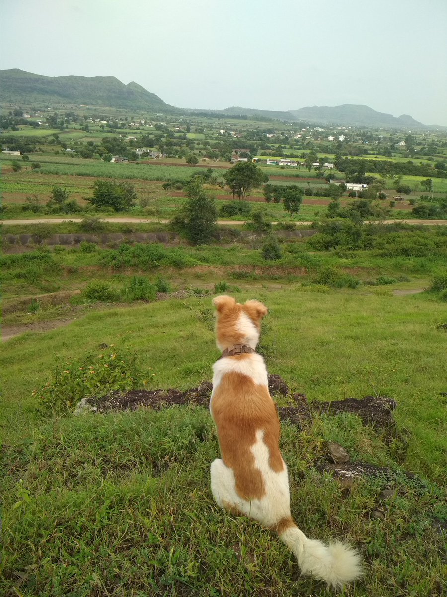 Neha16751400's tweet photo. A dog will be your best friend no matter what.. even if you're human friends aren't...#doggy #love #BestFriends #Lifeline #nechar #Village #villagelife #india #Pune #girl #doglovers #MyPetRock #Sultan #tipusultan #mylove #ForeverandEver #loveyouall #goodmorning #jog #Prince https://t.co/yquX7cFQGP