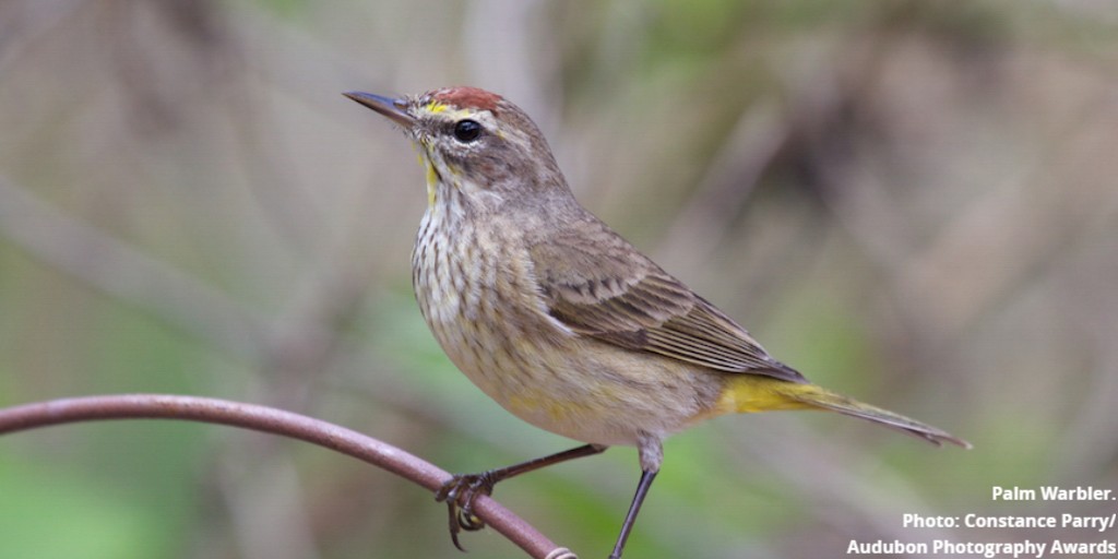 Although we don’t have any palm trees in Michigan, we can find plenty of Palm Warblers during #SpringMigration. Harder to ID for beginning birders - the very best way to spot a Palm Warbler is by its tail wag. #MIBirds