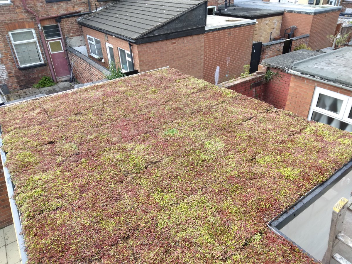 mancgreenroofs's tweet photo. #greenroof #levenshulme https://t.co/greVsKOi78