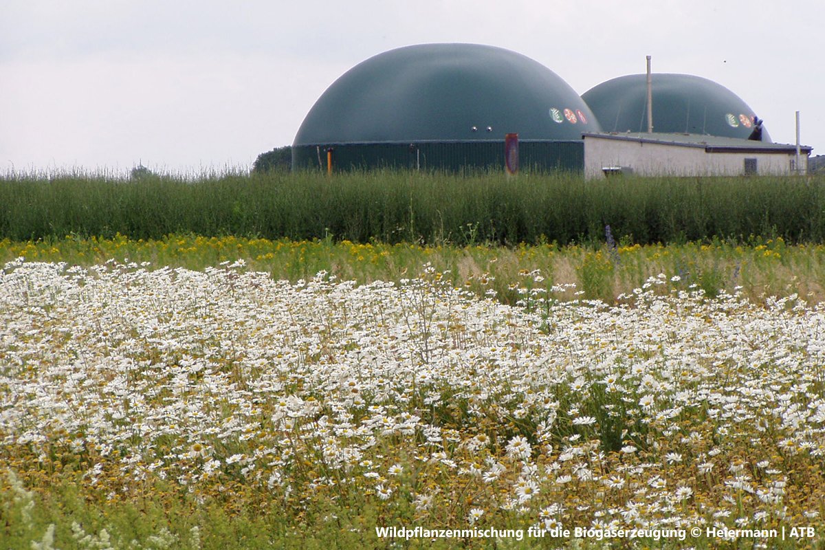 #Artenvielfalt &amp; #Biogas – geht das zusammen? <a href="/LeibnizATB/">Leibniz-Institut für Agrartechnik und Bioökonomie</a> untersuchte verschiedene Feldfrüchte im Hinblick auf Ertrag &amp; Qualität für die Biogaserzeugung. Als alternative Energiepflanze könnte z. B. Sorghum in Zukunft Mais-Monokulturen reduzieren: tinyurl.com/uwhubah
<a href="/BTU_CS/">BTU Cottbus-Senftenberg</a>