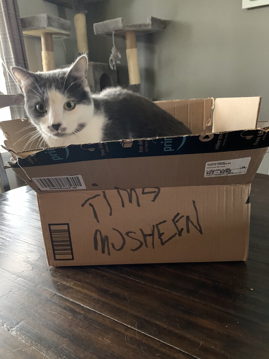 MattyTimbers's tweet image. Cats are an evolved species. DO NOT consider them just pets.