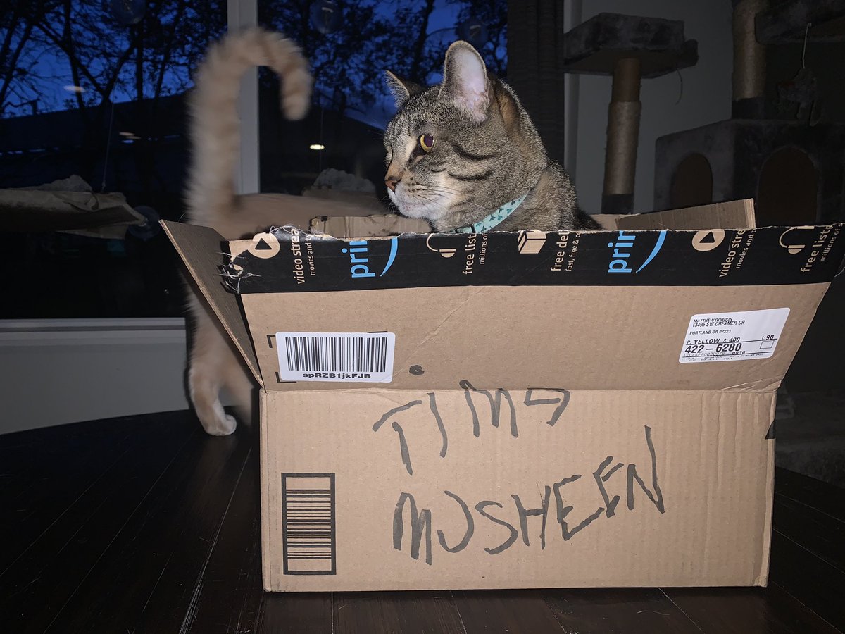 MattyTimbers's tweet image. Cats are an evolved species. DO NOT consider them just pets.