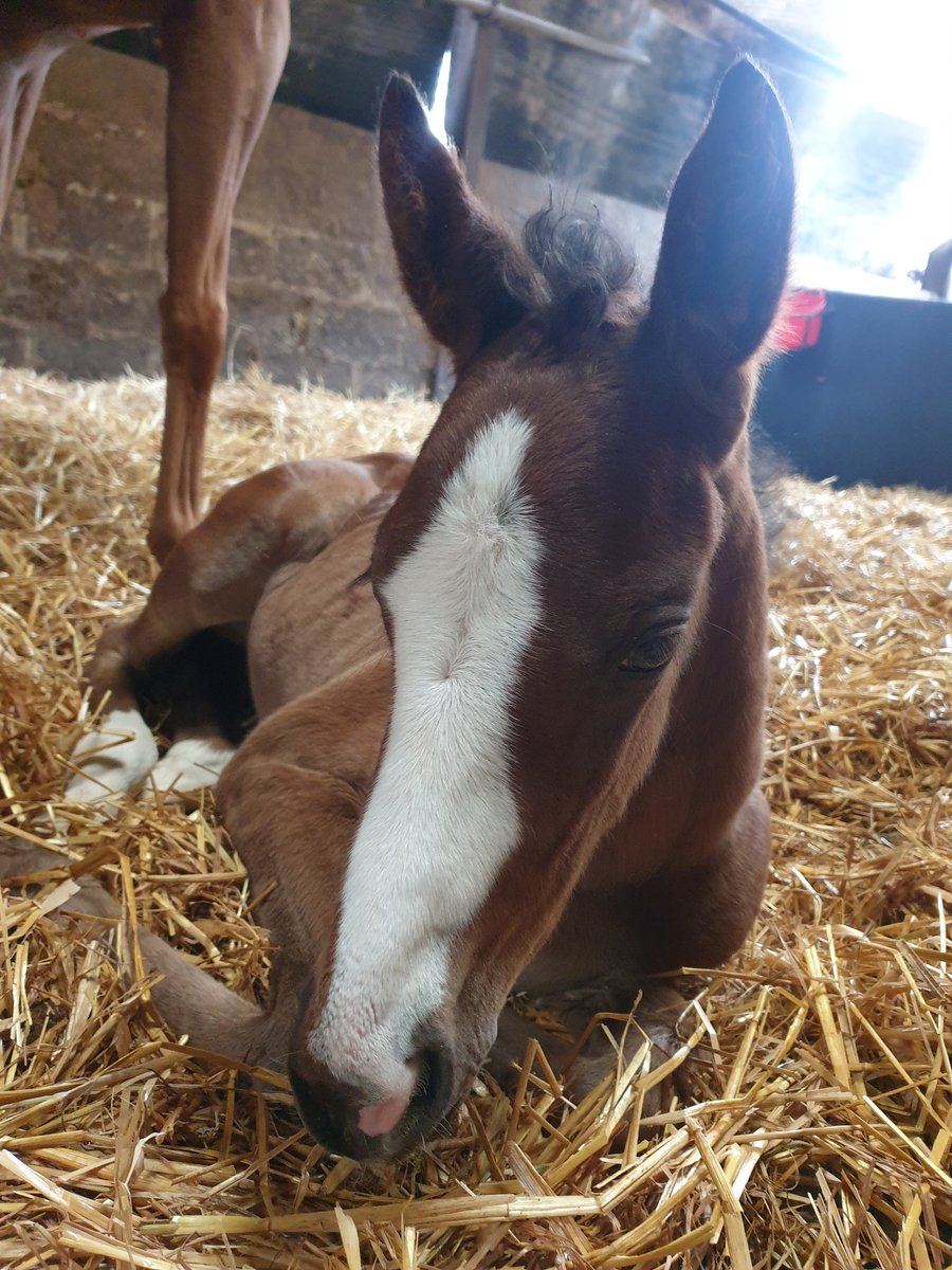 gillian_boanas's tweet photo. Tiny Jane, snug as a bug in this horrible weather☔ #tinyjane #cutie https://t.co/ppyiD37ETw