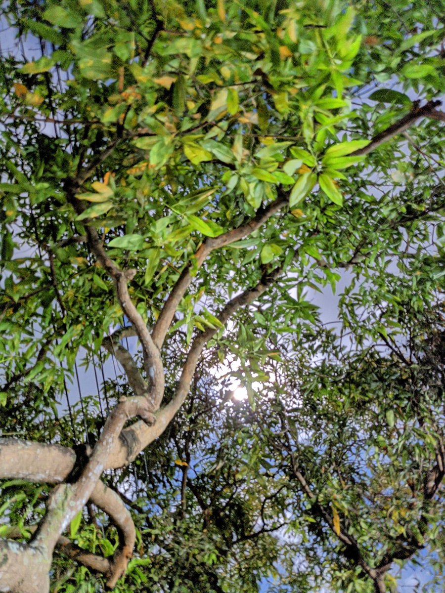 budaislonk's tweet photo. Bumi tetap terang.
Karena ada kau.
Shoton redmi note 9 plus apk.Gcam nikita 2.0
#SetorFotoPio om @piokharisma
#redminote9series https://t.co/xctvIUSBqk