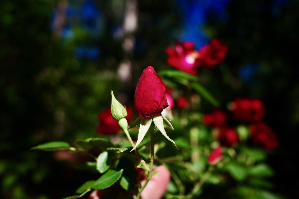 Just look at these fresh roses blooming in the Orchard Canyon gardens! Do you have a favorite flower we grow?