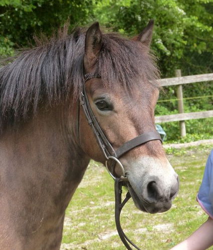 EPS_exmoorpony's tweet photo. Entries close on the 5th June for the Spring Show, hosted by ExieFest for the Exmoor Pony Society. We've got the biggest virtual show schedule for you yet - so there truly is something for everybody and for the first time, we're attempting a workers section!
🤩🤩 #getfilming https://t.co/dW6MVlsS7e