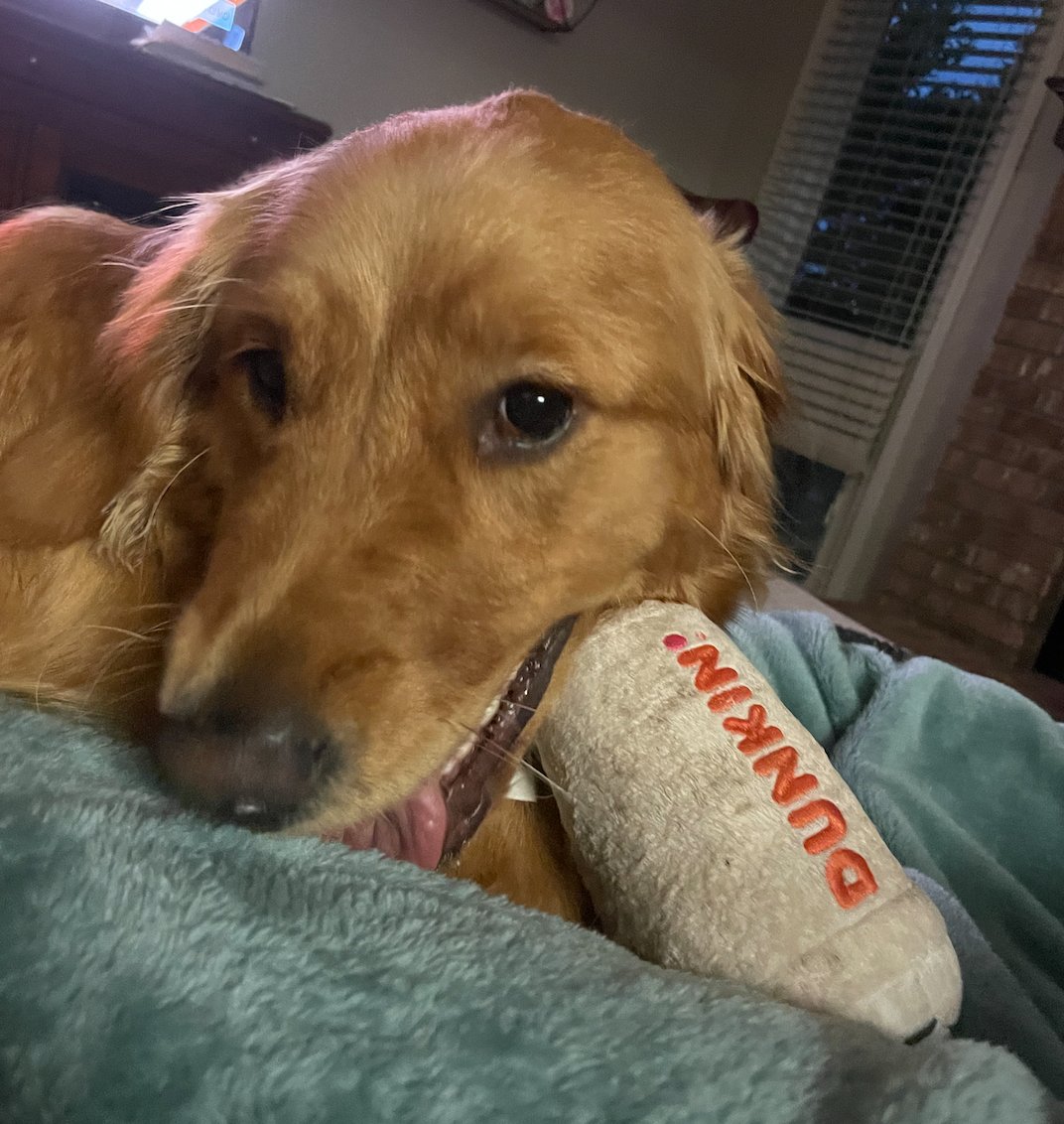 Silly human... <a href="/dunkindonuts/">Dunkin'</a> is for dogs!☕️🐶