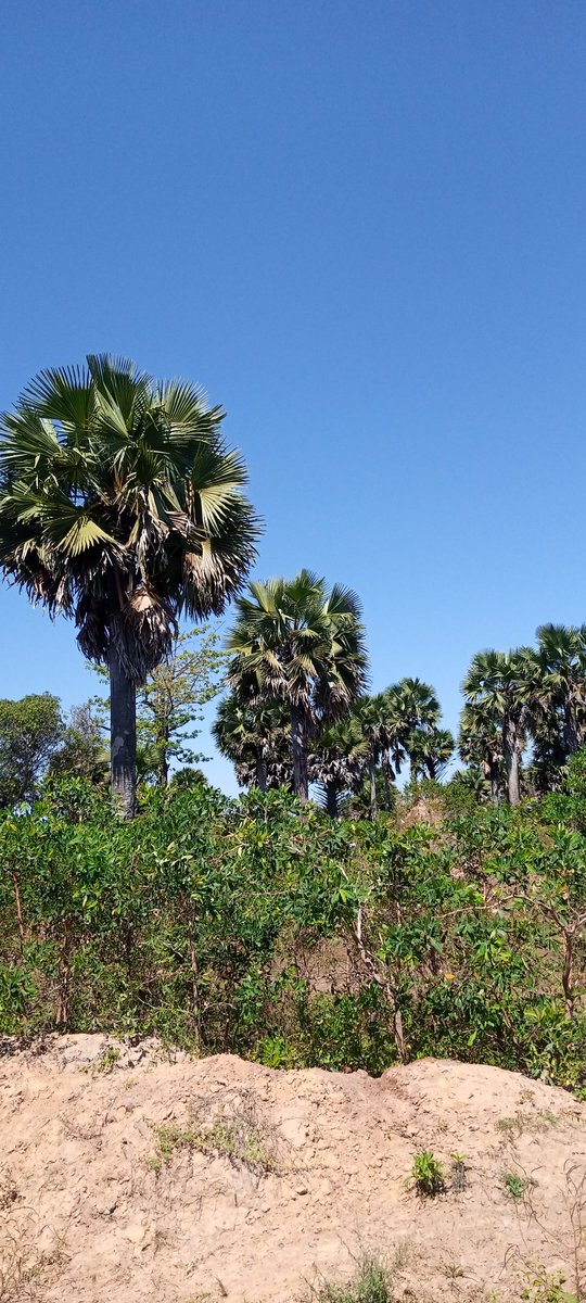 Nyumbani ni nyumbani