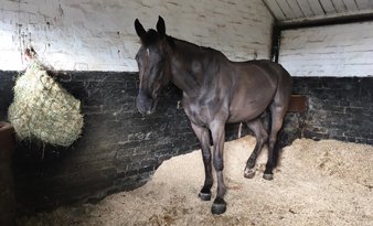 Read how an equine surgical specialist and a pathology specialist helped Lego get back to full health
yourvetspecialist.org/case-study/leg…