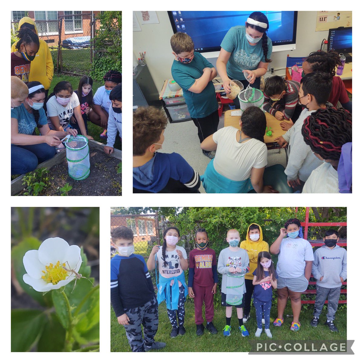 CMSchools_Super's tweet image. Students in Mrs. Niegocki’s class were excited to raise and release praying mantises as part of a study on life cycles #CMPride #CMPositivity