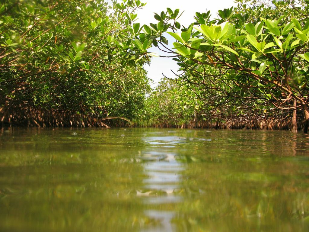 Mangroves line an inlet