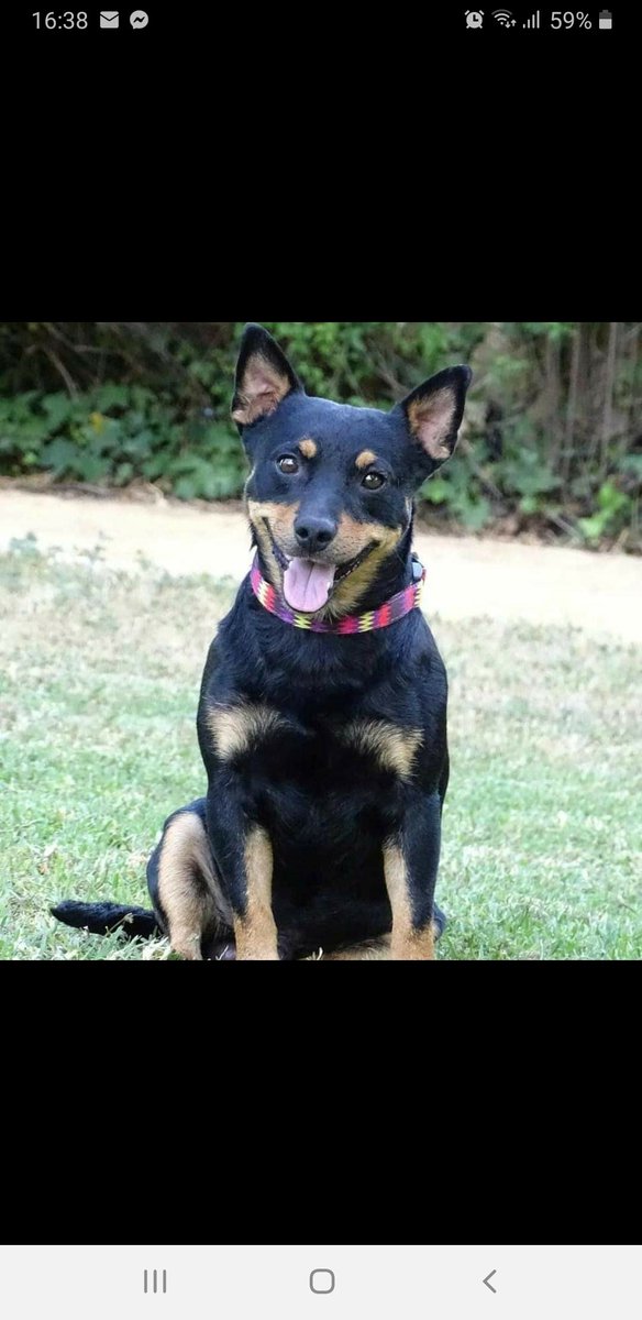 Tapon,8meses,9kilitos un chiquitin en busca de hogar.Adopta:<a href="/LASAnimal/">La Sonrisa Animal (Lasa)®</a> escribe:adopcion.lasanimal@gmail.com