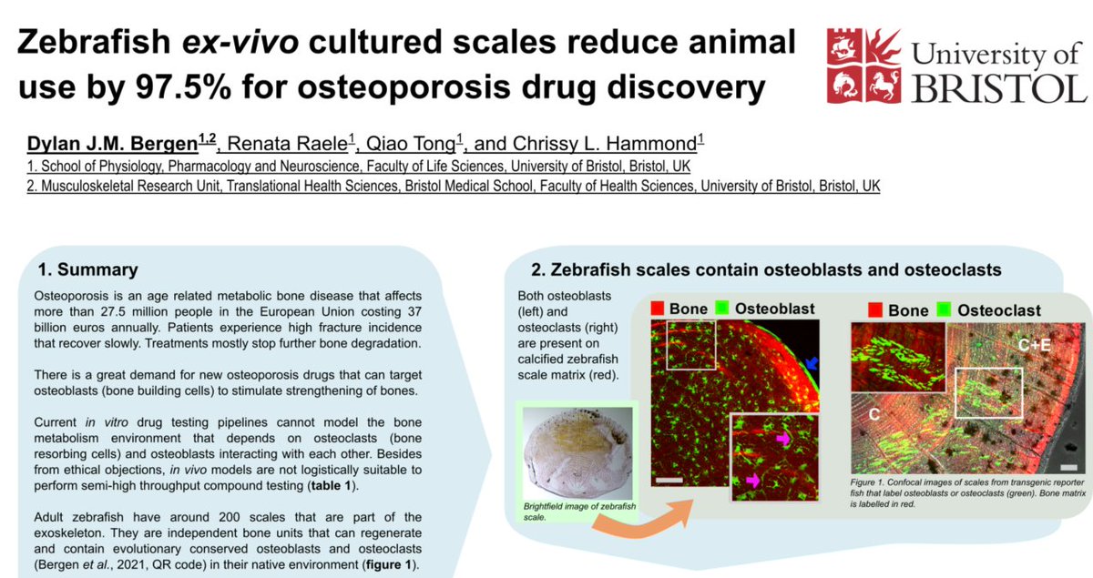 SciBergen's tweet photo. Me and @LizzieALawrence just won @GW4Alliance 3Rs (@NC3Rs) symposium poster prices where we showcased #zebrafish experimental strategies to refine and reduce animal use in #animalresearch in #osteoporosis and #osteoarthritis research.  Funded by @VersusArthritis https://t.co/avCu61ftpg