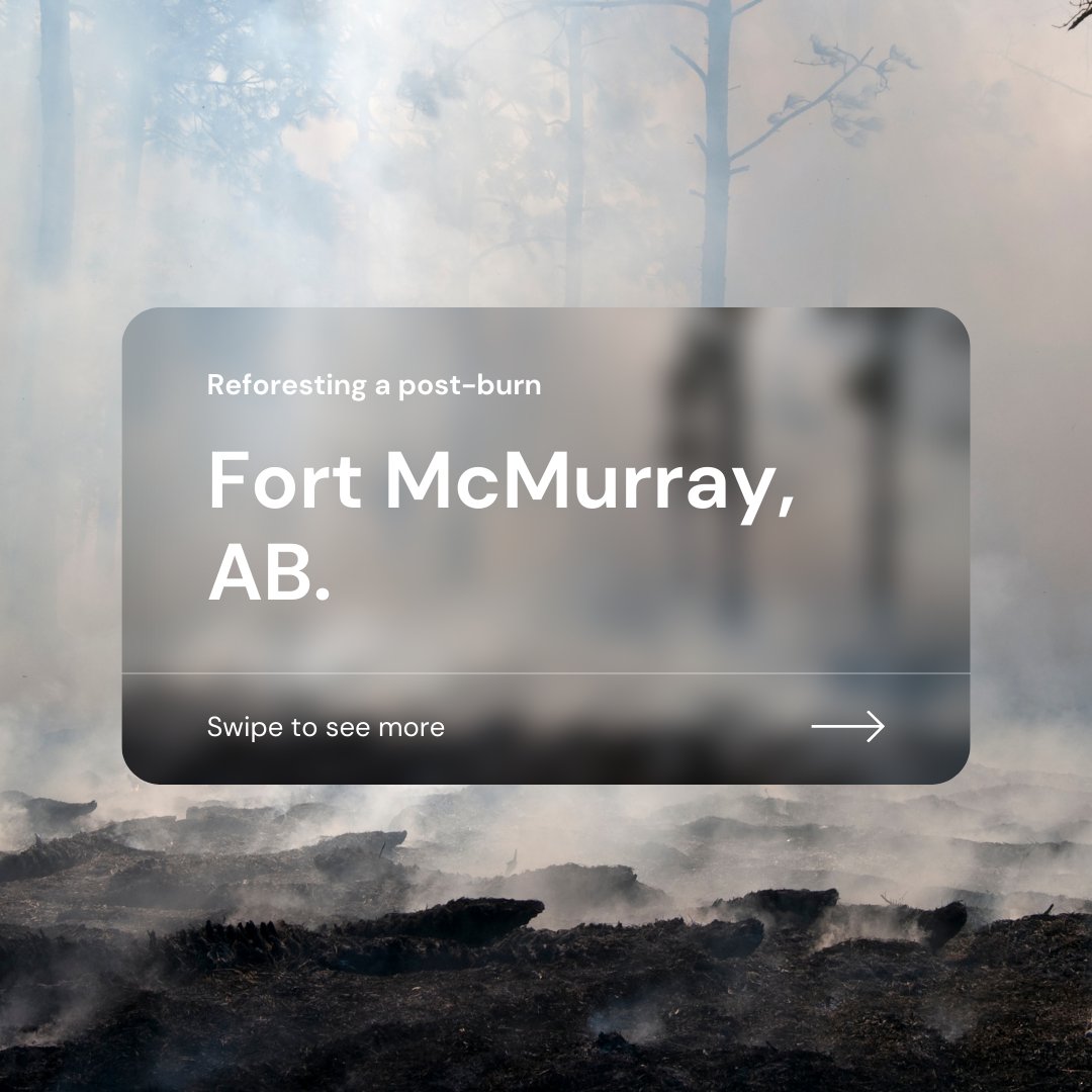 flash_forest's tweet image. Like its people, the ecosystems of Fort McMurray, Alberta are resilient. This week we helped them along by conducting the first drone reforestation trial ever in Fort McMurray. 

#FlashForest #FortMacStrong #Reforestation #DroneReforestation #Wildfire #PostBurn #ClimateChange