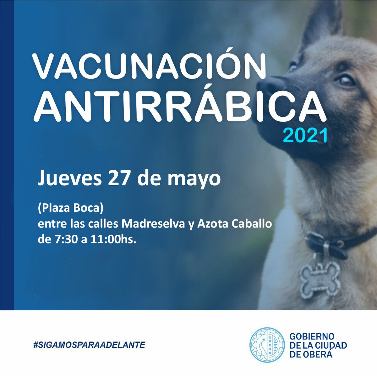 Mañana jueves en barrio #100hectareas, Jornada de Vacunación antirrábica. 

Llevá tu mascota con collar y correa para mayor seguridad. 

#Oberá #SaludAnimal