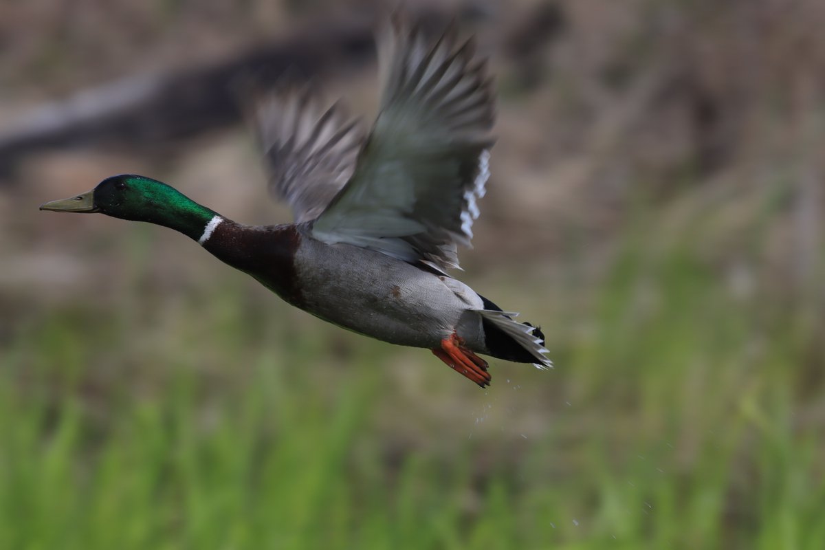 366Birds's tweet photo. #Mallard action shot...

#BirdPhotography #FocusPractice #NSBirds #BirdsInFlight https://t.co/iA4RMGNypU