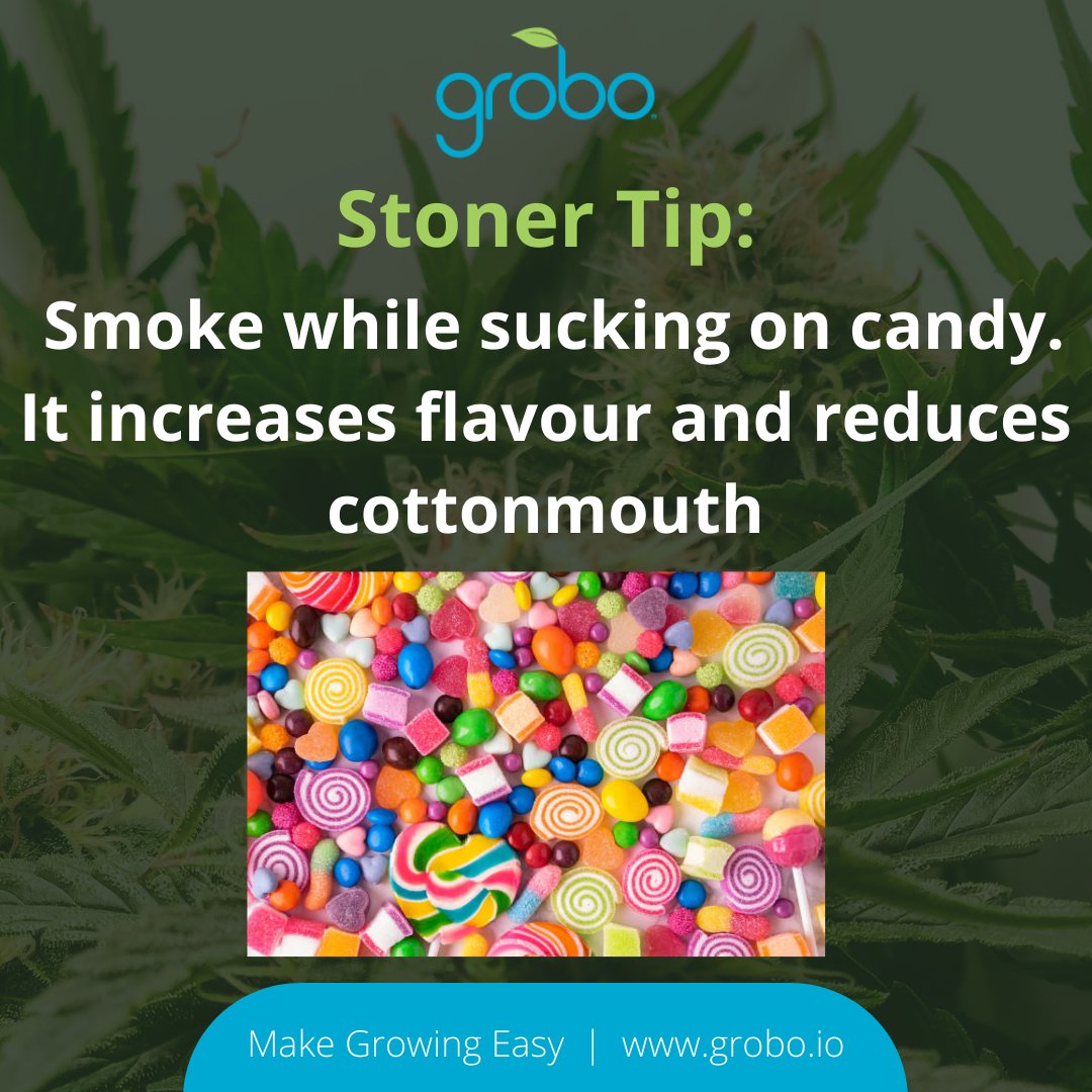 GroboGrow's tweet photo. Whats your favourite candy flavour?
#grobogrow #four20 #cannabis #weed #cannabiscommunity #marijuana #seven10 #thc #weedporn #hightimes #stoner #smoke #highlife #dabs #kush #cbd #maryjane #cannabisculture #losangeles #highsociety #high #dank #candy #grobo #indica #sativa https://t.co/lQPhX1VKDX