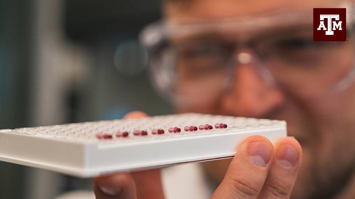 Texas A&M University Government Relations (@aggie_gr) on Twitter photo Thanks and #GigEm to <a href="/NSF/">U.S. National Science Foundation</a> for funding @tamu researchers, who are developing tests to diagnose preeclampsia earlier in pregnancy, before symptoms even occur! #NSFFunded tx.ag/preeclampsia Thanks and #GigEm to <a href="/NSF/">U.S. National Science Foundation</a> for funding @tamu researchers, who are developing tests to diagnose preeclampsia earlier in pregnancy, before symptoms even occur! #NSFFunded tx.ag/preeclampsia