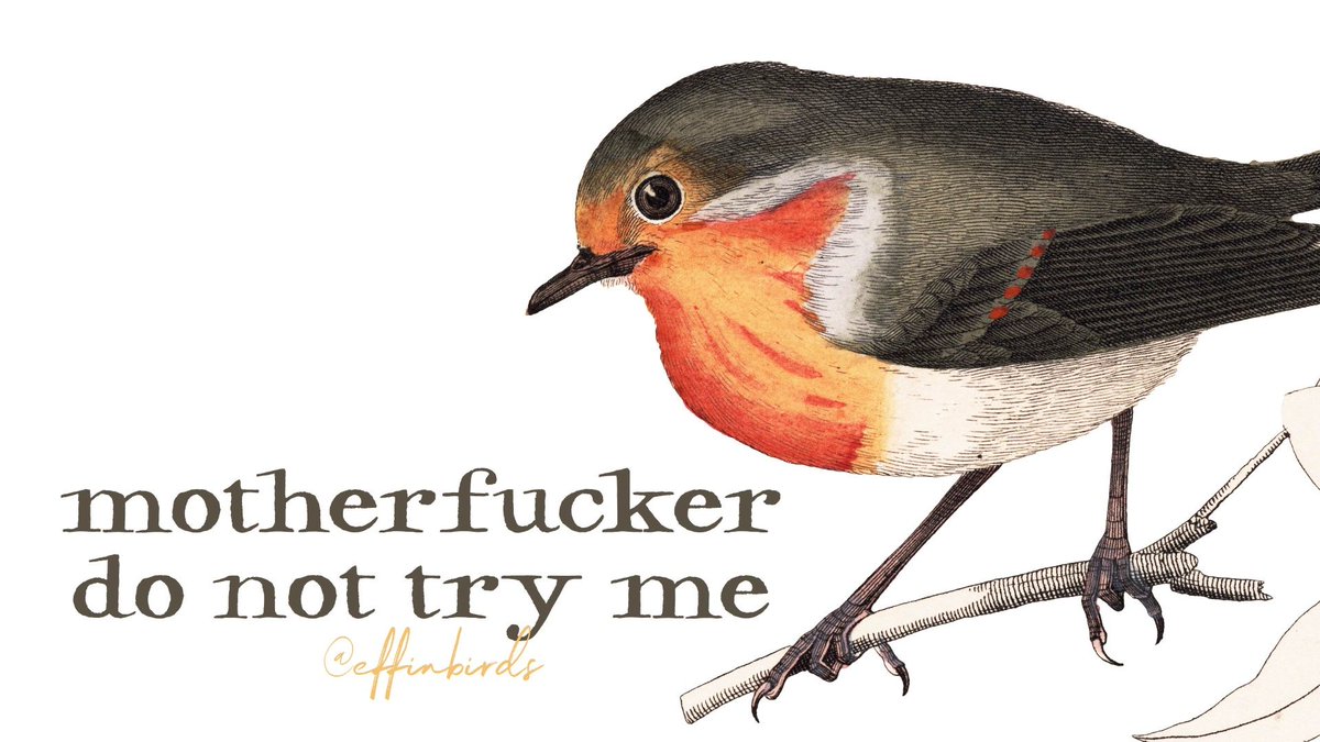 EffinBirds's tweet photo. https://t.co/bPv8skfGOf