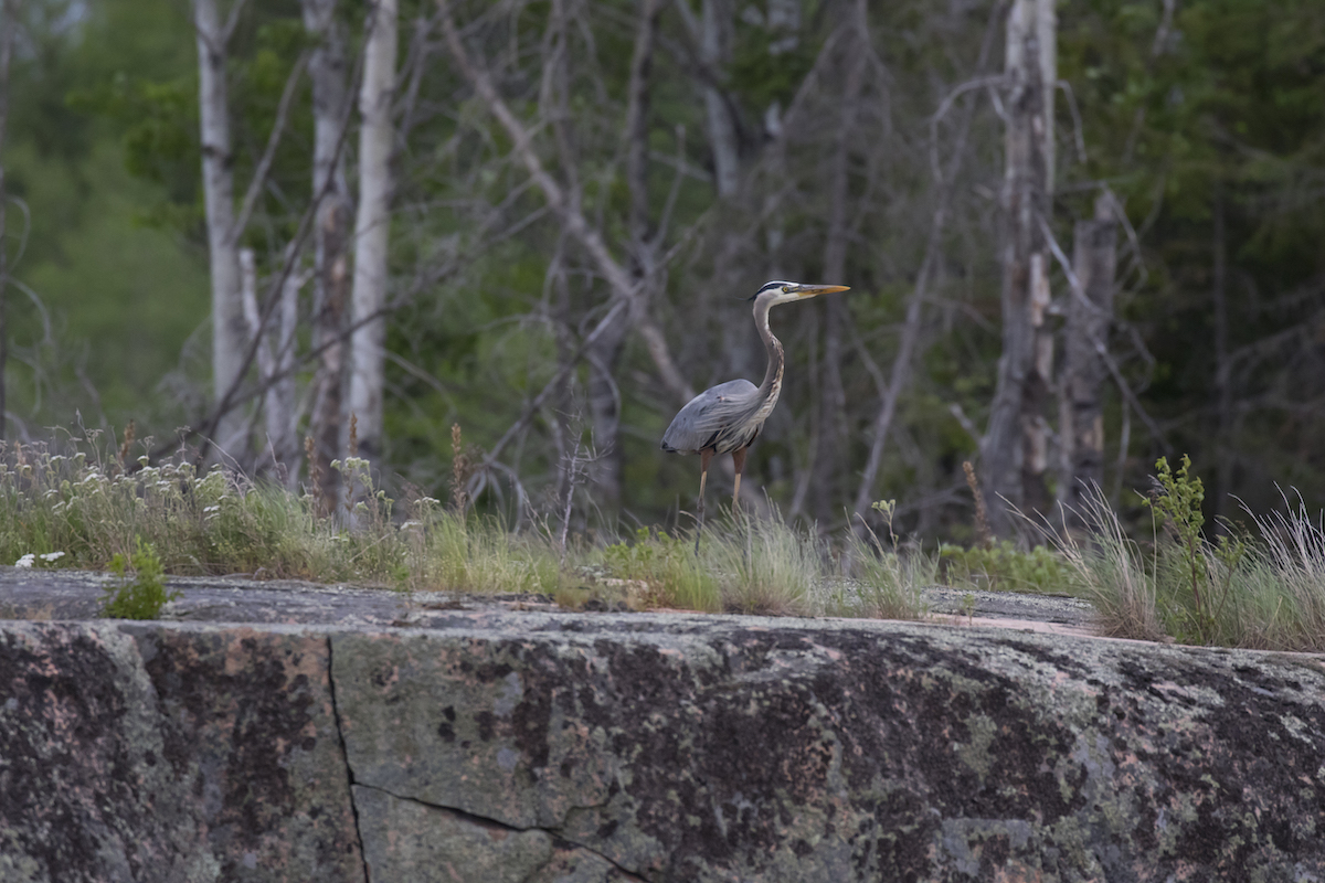 PimAkiWHS's tweet photo. At least 18 bird species of conservation concern rely on Pimachiowin Aki for survival, including the Canada warbler, evening grosbeak & great blue heron. 🦅
#PimAki #borealbirds #conservationconcern
Photos: Christian Artuso & Hidehiro Otake https://t.co/CvdCJUURlZ