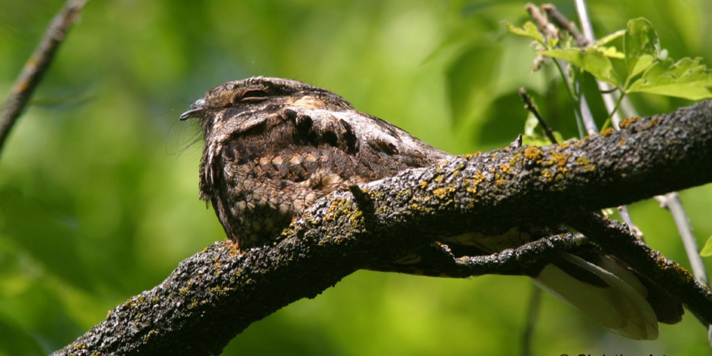 PimAkiWHS's tweet photo. At least 18 bird species of conservation concern rely on Pimachiowin Aki for survival, including the Canada warbler, evening grosbeak & great blue heron. 🦅
#PimAki #borealbirds #conservationconcern
Photos: Christian Artuso & Hidehiro Otake https://t.co/CvdCJUURlZ